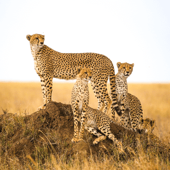 Serengeti avec evao voyages