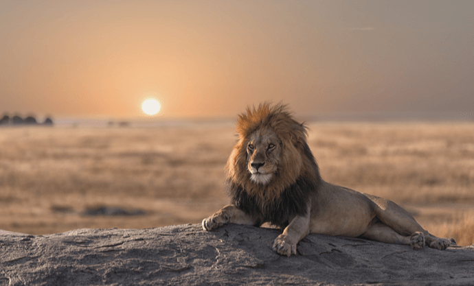 lion en tanzanie avec evao voyages